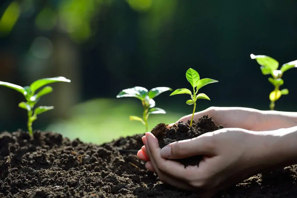 ileavenotrace Ambassador, PTT Outdoor, plant PLJYH33,