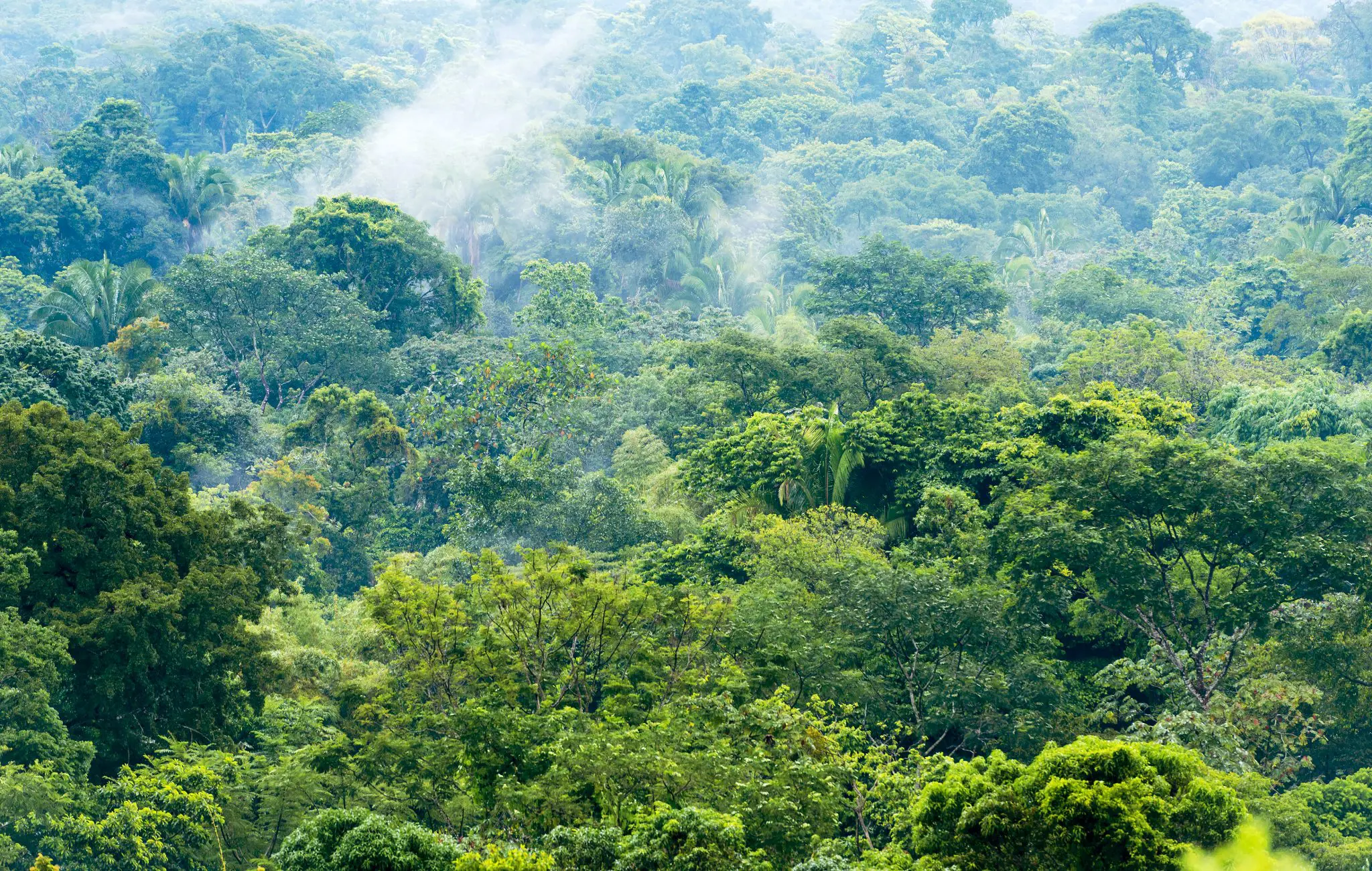 NATUREHIKE, PTT Outdoor, mexico jungle landscape PSHC25Y,