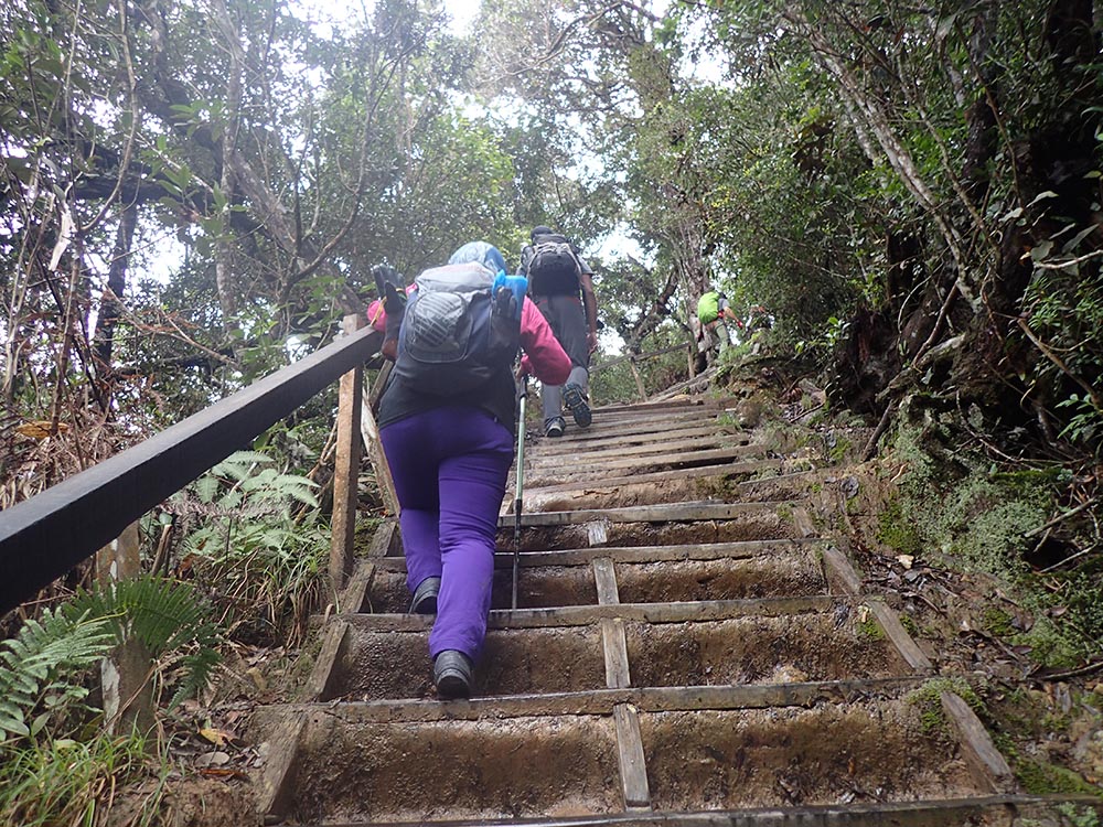 Hiking Stick Kinabalu