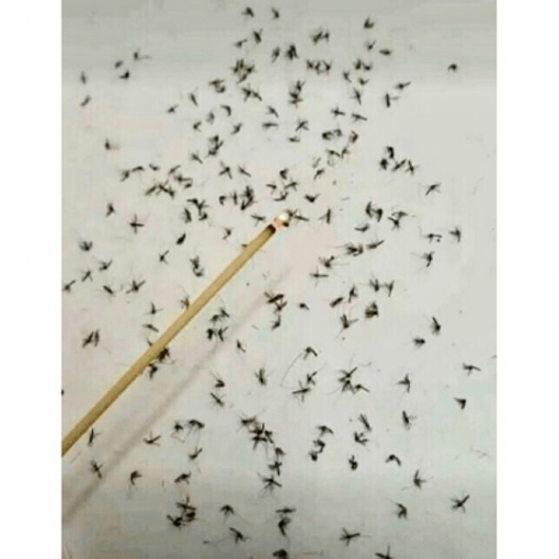 Mosquito and Insects Killer Sticks, PTT Outdoor, Mosquito King 6,