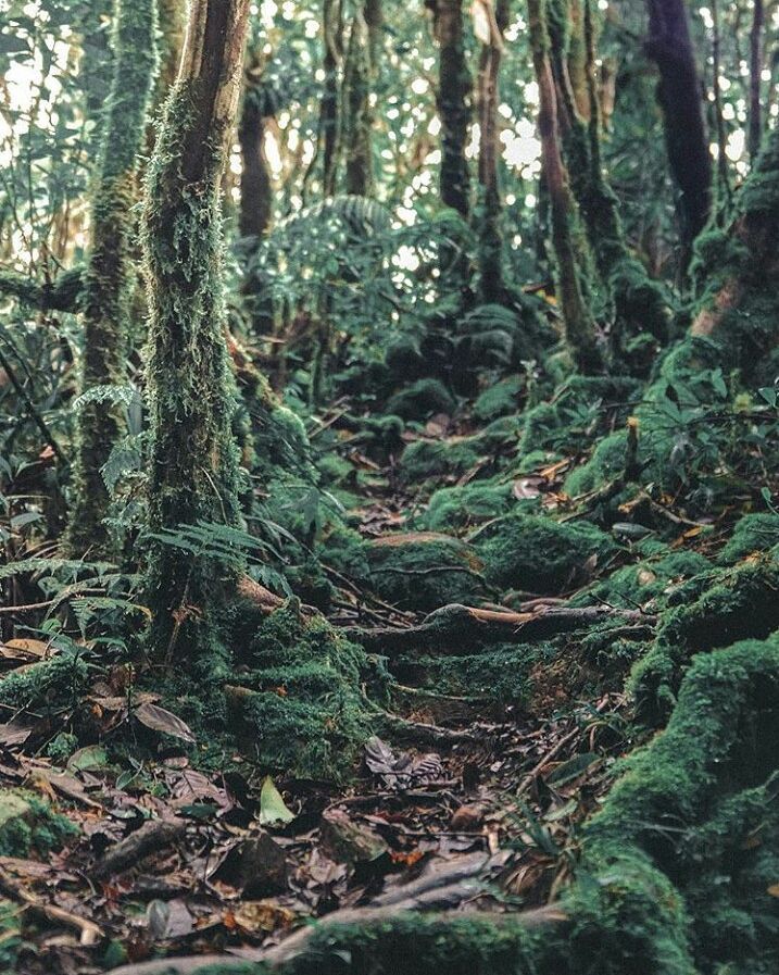 Forest trail of Gunung Alab, Sabah
