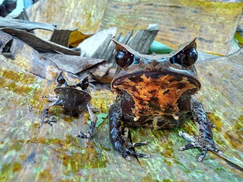 5 Amazing Places to Hike in Sarawak, PTT Outdoor, Bornean Horned Frog,