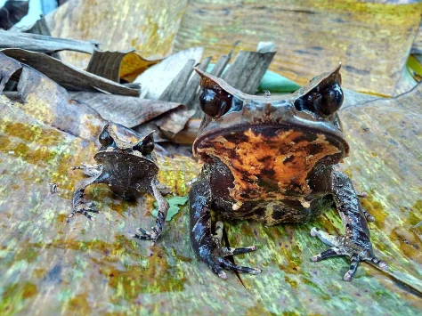 5 Amazing Places to Hike in Sarawak | PTT Outdoor 5 Amazing Places to Hike in Sarawak, PTT Outdoor, Bornean Horned Frog,
