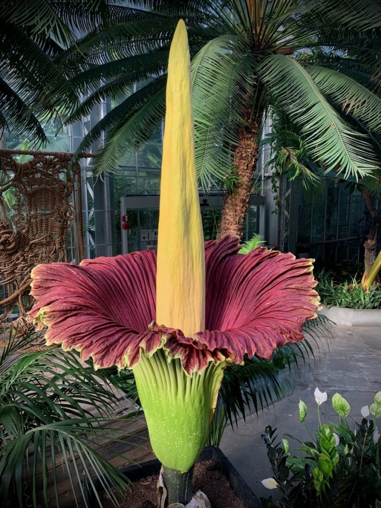 These 8 Weird Looking Plants Will Make You Go WTF, PTT Outdoor, 2021corpseflowerusbg,