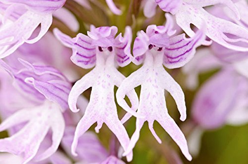 Naked Man Orchid - Weird Plants