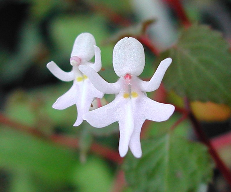These 8 Weird Looking Plants Will Make You Go WTF, PTT Outdoor, Impatiens bequaertii 8509,