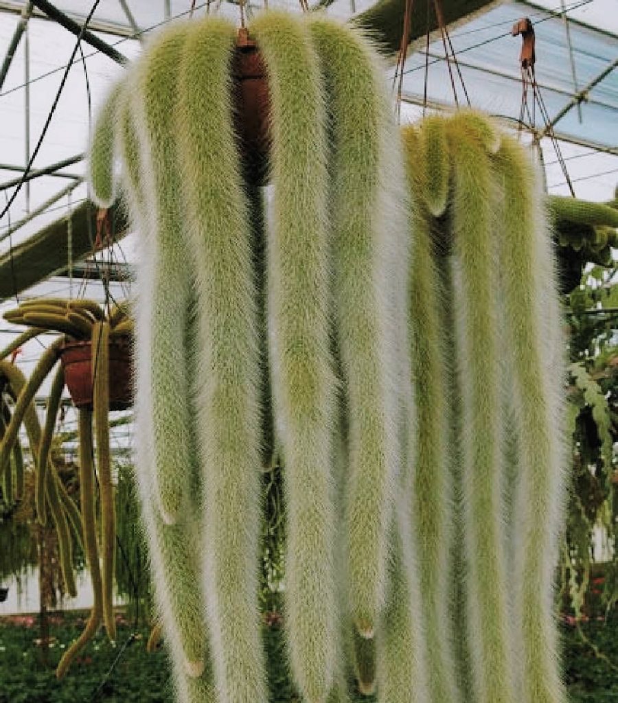 These 8 Weird Looking Plants Will Make You Go WTF | PTT Outdoor These 8 Weird Looking Plants Will Make You Go WTF, PTT Outdoor, The Soft Monkey Tail Cactus propagation plantsmith sc 900x1024 1,