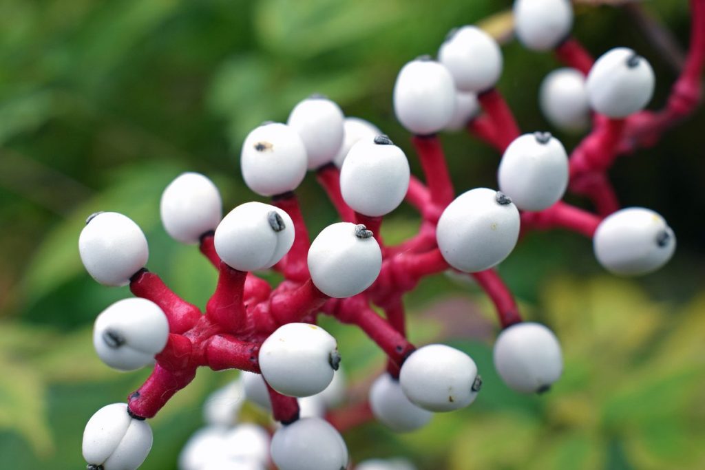 These 8 Weird Looking Plants Will Make You Go WTF | PTT Outdoor These 8 Weird Looking Plants Will Make You Go WTF, PTT Outdoor, dolls eye,