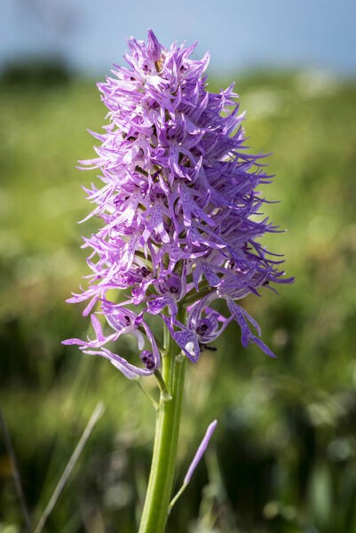 These 8 Weird Looking Plants Will Make You Go WTF, PTT Outdoor, europe italy campania naked man orchid seen 19403630,