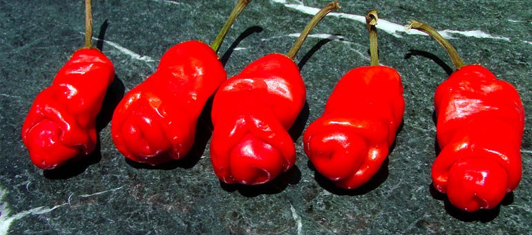 These 8 Weird Looking Plants Will Make You Go WTF | PTT Outdoor peter pepper