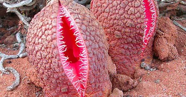 These 8 Weird Looking Plants Will Make You Go WTF, PTT Outdoor, tumblr 33ae4ebd9e67f81b99709349240d31b9 66d89a61 640,