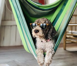 Doggo on a hammock