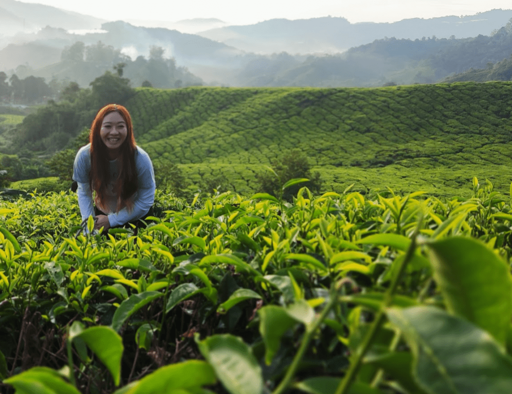 tea-farm-brinchang