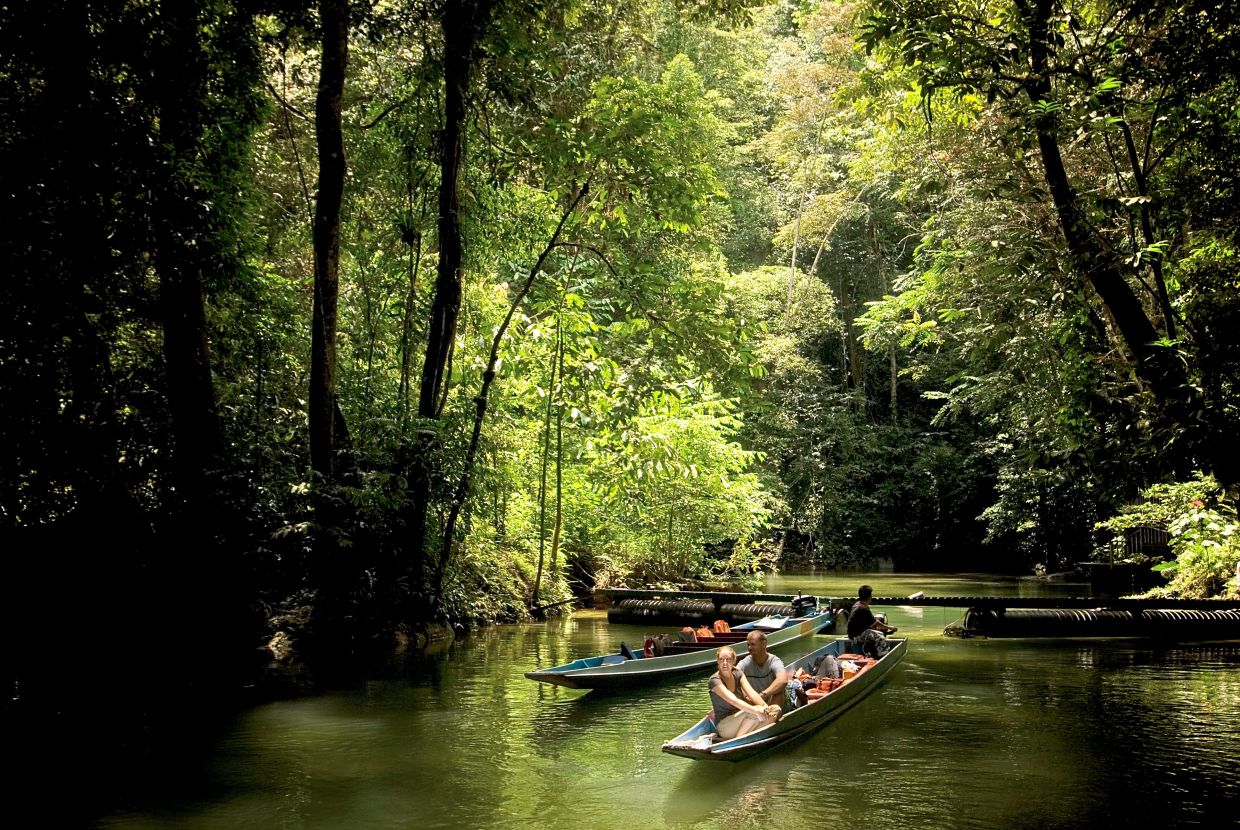 Benefits of Forest Bathing in Malaysia, PTT Outdoor, forest bathing 7 Gunung Mulu National Park,