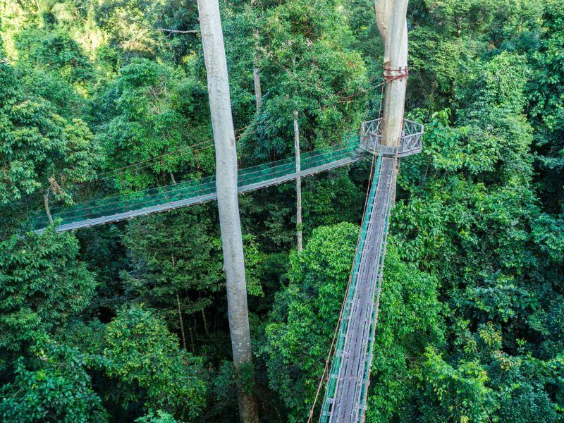 Benefits of Forest Bathing in Malaysia, PTT Outdoor, forest bathing 8 Sabahs Danum Valley,